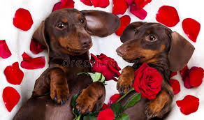 Download 163 dachshund valentine stock illustrations, vectors & clipart for free or amazingly low rates! 159 Dachshund Valentine Photos Free Royalty Free Stock Photos From Dreamstime