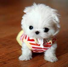We promise to do our best to match you with the perfect puppy! Little White Puppies Cheap Online