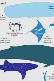 how big are the biggest squid whales