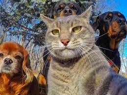Cat taking selfies with dogs