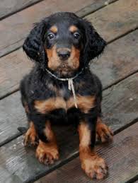 Please contact us with any questions and for more information on our gordon setter puppies for sale in wisconsin! 8 Week Old Gordon Setter Puppy Gordon Setter English Setter Puppies Puppies