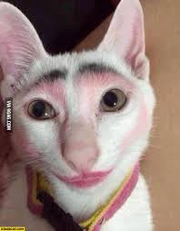 cat makeup never leave your cat alone
