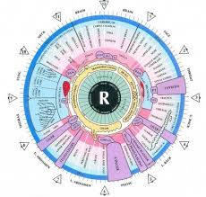 What Is Iridology Chart Right Eye Iriscope Iridology