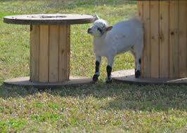 8 best toys for goats a comprehensive