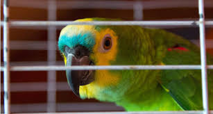 Birds presented at our shows are companion pet birds. Which Airlines Allow Parrots