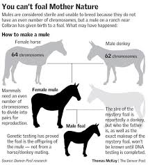 With clint eastwood, patrick l. Mule S Foal Fools Genetics With Impossible Birth The Denver Post
