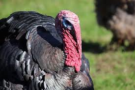 Birders who know what wild turkeys eat can more easily plan how to find these game birds in the field by visiting areas where food is abundant. Turkey Gallinacees Poultry Plumage Backyard Bird Eat Cute Squealing Thanksgiving Christmas Pikist