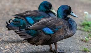 We did not find results for: 8 Beautiful Black Duck Breeds With Pictures Farmhouse Guide
