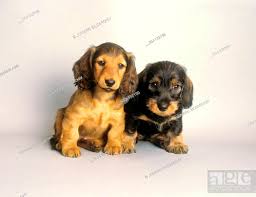 wire haired dachshund puppy and long
