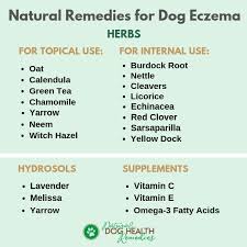 dog eczema causes symptoms and