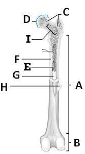 The tough membrane covering the shaft of the bone. 1 02 Anatomy Of A Long Bone Quiz By Drbenwilliamson