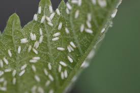 Whiteflies How To Identify And Get Rid