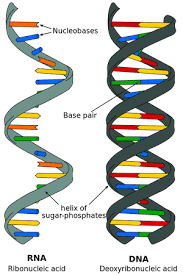 Innerhalb des zellkerns befindet sich die erbinformation in form der dna. Messenger Rna Mrna Die Botenstoffe Des Genoms