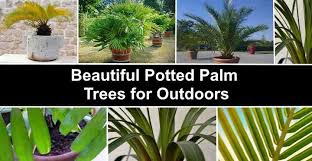 16 Potted Palm Trees For Outdoors With