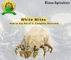 white mites and how to get rid of it