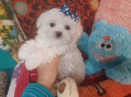 adorable tiny toy maltese puppy murphy