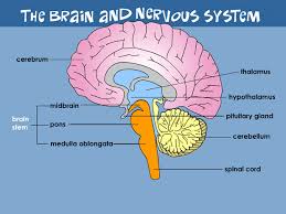 I have a new thing i'm doing to calm my triggered state. Brain And Nervous System For Parents Nemours Kidshealth