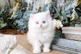 We have white persian kittens with green eyes, silver and blue persian kittens available. White Persian Kittens White Persian Cats Pure White Catspersian Himalayan Kittens For Sale In A Rainbow Of Colors In Business For 32 Years