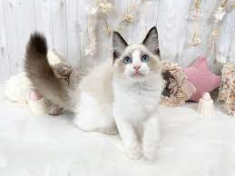 ラグドール シールポイントバイカラー 可愛い女の子 | サイベリアン・ラグドールの大型猫マンチカン・ミヌエットの短足猫ねこ ブリーダーのフルーフィーコットです