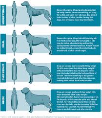 Find Out Your Pets Ideal Weight Barkibu Ie