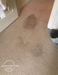 pet stain urine odor removal fort
