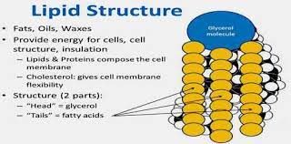 structure and properties of lipids