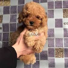 toy poodle puppies available in egypt