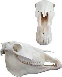 Amazon.co.jp: 本物の馬の頭蓋骨モデル 本物の骨の動物の骨格標本 科学教育用の科学教室標本の頭蓋骨モデル : 産業・研究開発用品