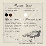 what-colors-are-domestic-turkeys