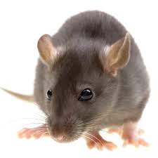 get rid of rats in your yard without poison