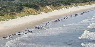 230 Whales Stranded on a Beach in Tasmania, Only 35 Survived: Photos