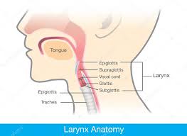 Larynx Diagram Stock Pictures Royalty Free Larynx Images