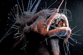 The Creepy Anglerfish Comes To Light Just Dont Get Too