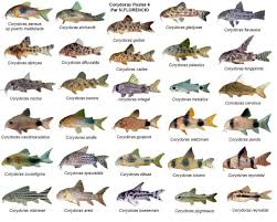 Ooh Corydoras Species Chart Tropical Fish Aquarium