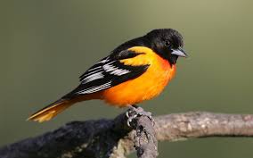 baltimore oriole hd wallpapers und