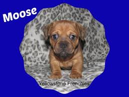 As puppies, doxies are eager for affection. French Bulldog Miniature Dachshund Puppy French Bull Weiner Moose For Sale In Livingston Montana Classified Americanlisted Com