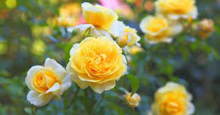 13 of the best yellow rose varieties to
