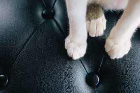 If that doesn't work, you also try. How To Protect Leather Furniture From Pets