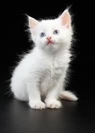Silver kittens for sale 40 pound each. A Beautiful Little White Cat With Wonderful Blue Eyes Photograph By John Vito Figorito