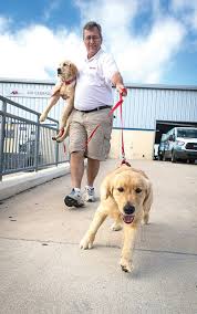 Golden retrievers are an intelligent breed with a good work ethic and generally good temperaments. Rescue Saves Golden Retrievers From South Korea Naples Florida Weekly