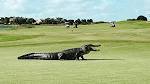 Playing through! Nearly 10-foot-long alligator strolls across ...