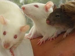 keeping rats as pets information and