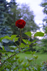 single red rose free stock photo by
