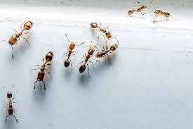 how to get rid of ants in house 12