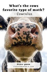 Memes, steak jokes, food humor, 100%. 155 Best Cow Puns That Are Simply Legen Dairy 2021