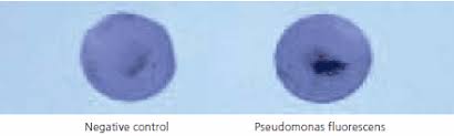 pseudomonas a and tests