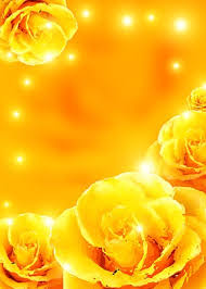 yellow rose background images hd
