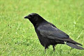 I want to do this!!!! Ravens As Pets Do Ravens Make Good Pets Animal Hype