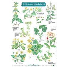 You may want to identify flowers blooming in your garden or 1 using identification tools. E8f56051 Guide To Woodland Plants Findel International