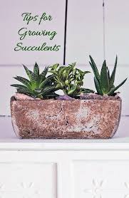 Succulent Plant Care Growing Succulents